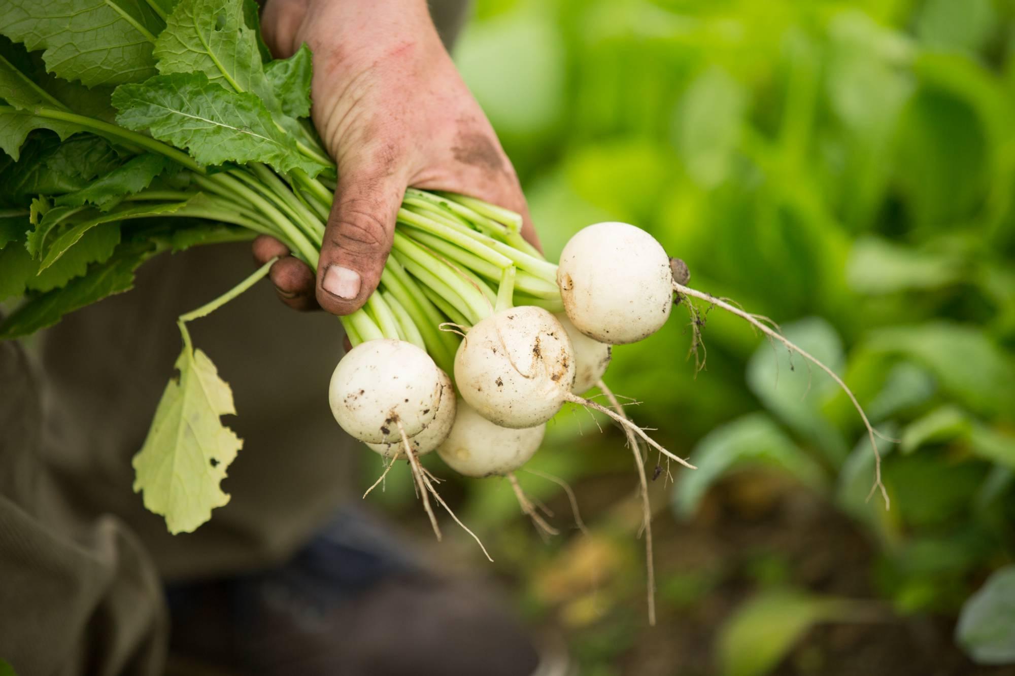 radishes